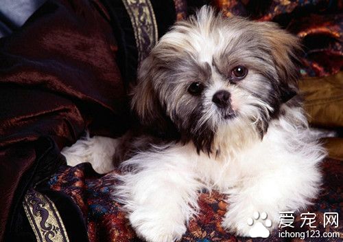 狗糖尿病吃什么药 患糖尿病的正确饮食观