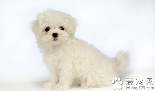 狗的饮食习惯 大型幼犬的正确饮食观