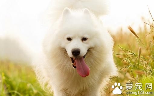 狗病毒性感冒 艾利希体的主要临床症状