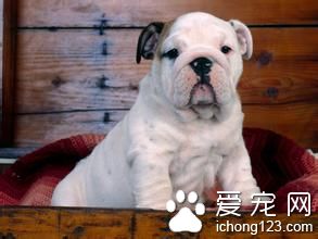 狗狗下痢症状 下痢时的正确饮食观