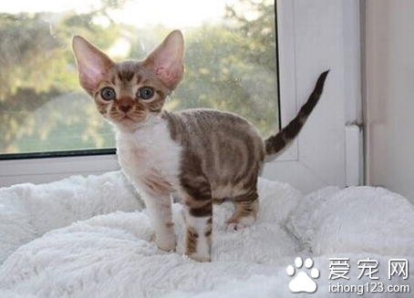 德文王猫图片 详解如何挑选德文王猫