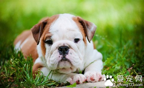 狗被蛇咬了怎么办 毒蛇咬伤治疗的方法