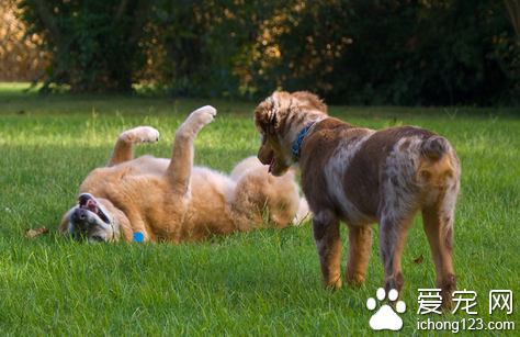 小狗交朋友 揭如何训练狗狗交朋友