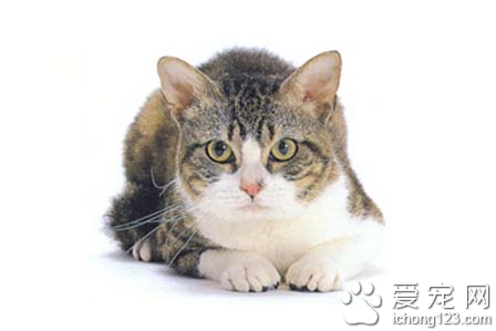 美国刚毛猫图片 怎么挑选美国刚毛猫