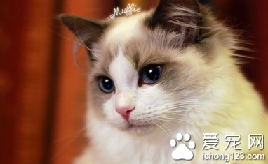 猫用补充维生素吗 维生素是有机化台物