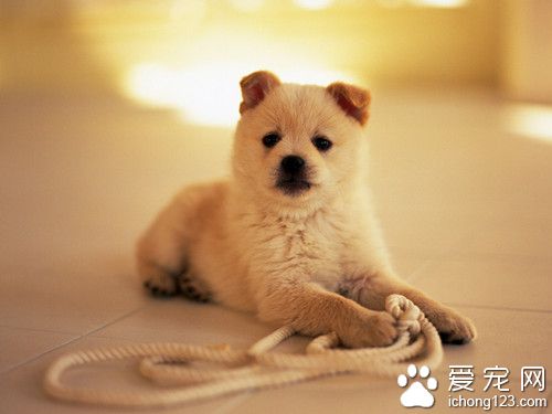 狗子宫蓄脓的症状 春季要注意生殖系统疾病