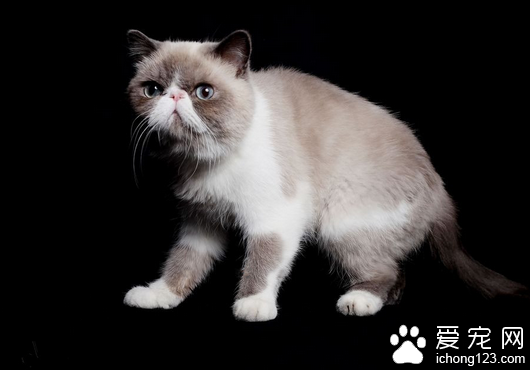 短毛波斯猫图片 详解如何选购短毛波斯猫