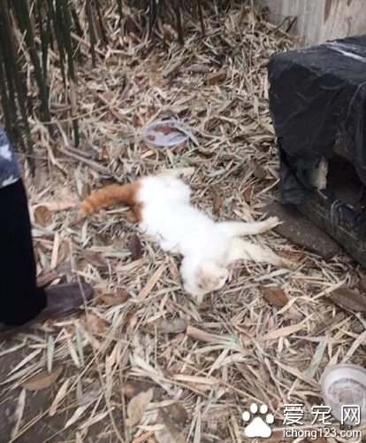 20多只流浪猫一夜之间惨遭毒杀 疑被喂食毒猫粮