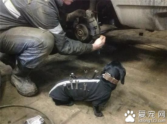 狗狗都入职了 再不努力连宠物都赶不上了
