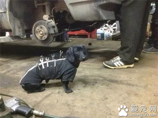 狗狗都入职了 再不努力连宠物都赶不上了