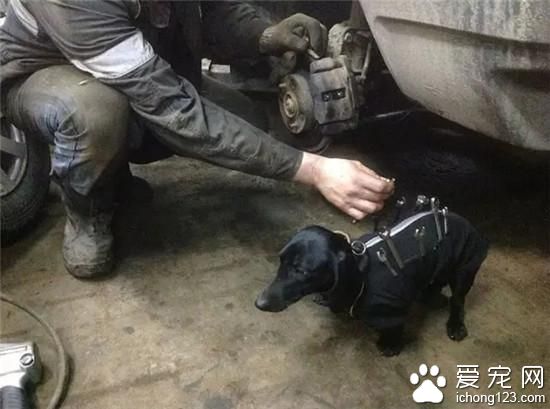 狗狗都入职了 再不努力连宠物都赶不上了