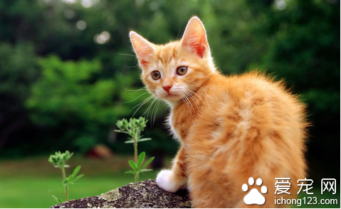 怎么训练猫 详解调教猫需要的生理基础