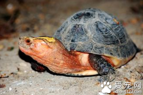 黄缘闭壳龟图片 黄缘闭壳龟的选择与饲养