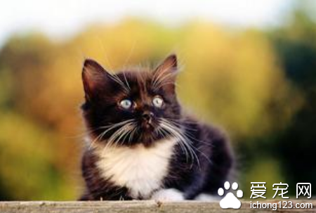 如何训练猫 训练猫时所采用的2种刺激方法