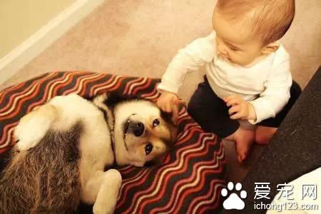 揭秘宠物狗狗咬人真正原因 切记几点