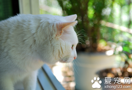 给猫咪吃剩饭会有什么危害 剩饭能不能给猫吃