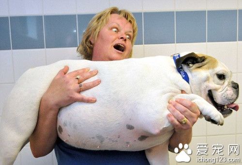 英国举行宠物减肥大赛 最重宠物夺宠物冠军