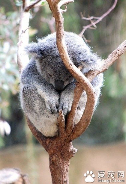 下辈子一定要做只考拉。。