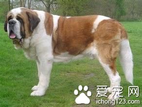 狗细菌感染 弯曲杆菌症的治疗方法