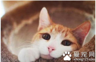 猫咪能吃海鲜吗 可以吃但尽量不要吃