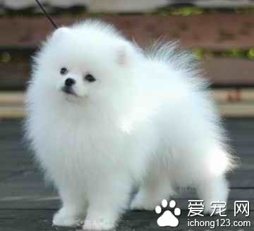 博美犬如何训练 博美犬饲养上需要注意事项