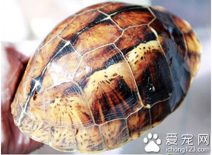 布氏闭壳龟图片 布氏闭壳龟的选购与饲养