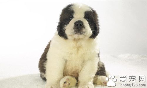 狗寄生虫传给人 疥癣虫症的主要临床症状