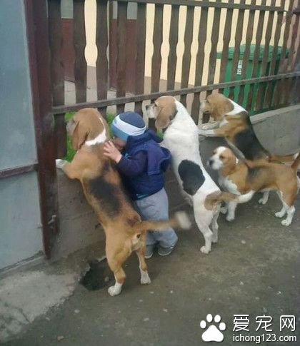 咦，院子里发生了什么事呢？