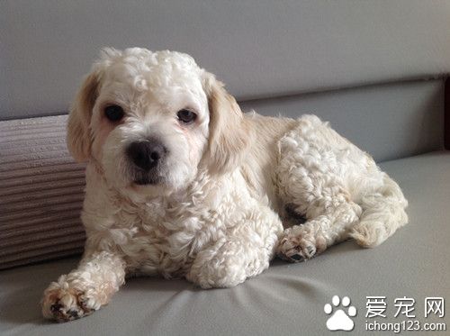 狗病毒性肠炎 小病毒性肠炎的发病原因