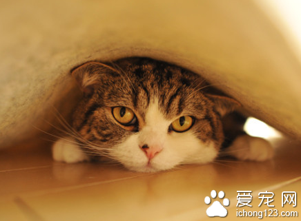 怎样纠正猫的夜游性 从小猫开始培养