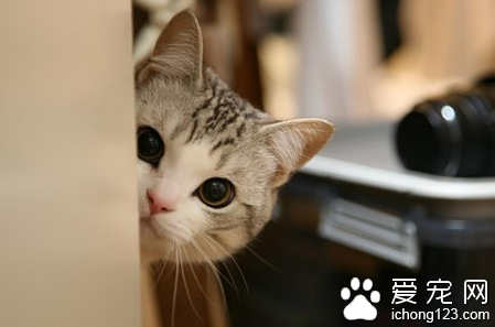 如何训练猫扒抓木柱 切记不能操之过急