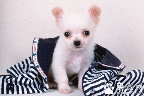 莱姆病是什么病 狗狗莱姆病的临床症状