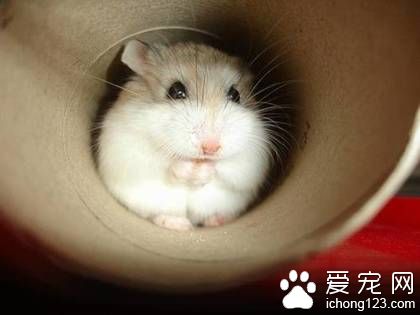 仓鼠君，让我在杯子里静静~