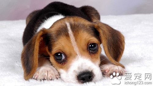 狗犬瘟热症状 犬瘟热症状的发病原因