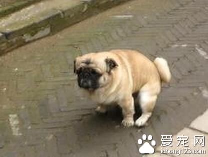 环卫工人制止宠物狗随地大小便 招主人暴打