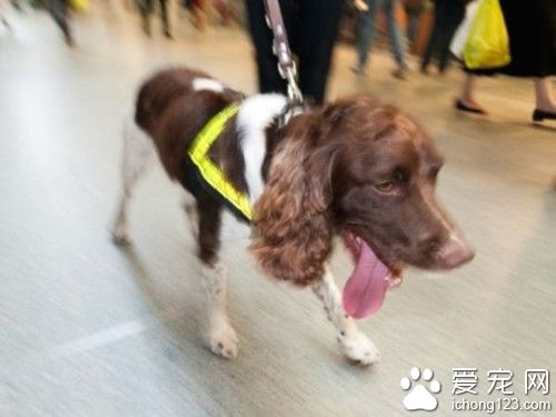 英国机场花费百万英镑培养缉毒犬 却只会搜索香肠