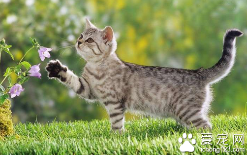 训练猫时的注意事项 要想调教好猫做到7点