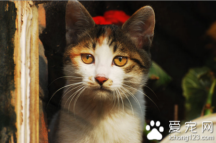 刚断奶的猫吃什么 不同龄的猫不同注意点