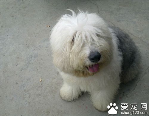 狗钩端螺旋体病 钩端螺旋体症的临床症状