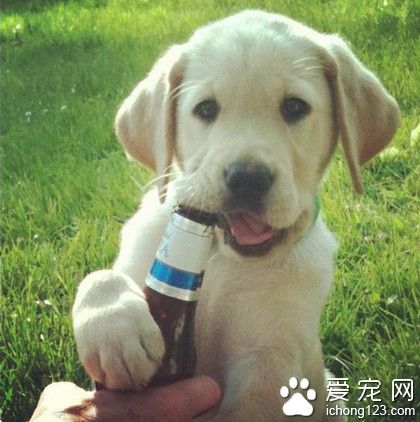 伦家也是一只会喝酒的汪呢！