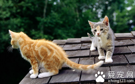 训练猫的方法 详解训练猫的4种基本方法