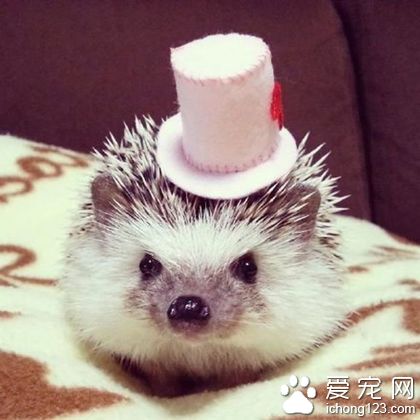 养一只手掌大的小刺猬做宠物，也不错哦~