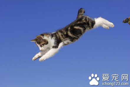 怎样训练猫跳环 通过食物诱惑反复训练