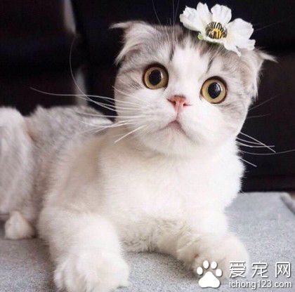 喵星人，我美吗？