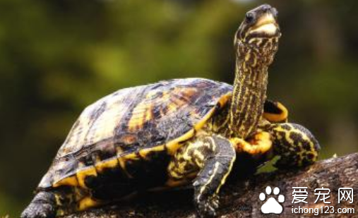 龟细菌性肠道出血病怎么办 两种治疗方法