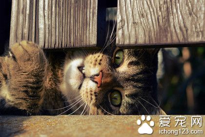 喵了个咪，出不去！