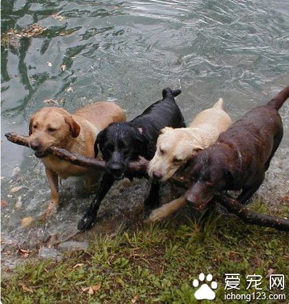 这是一根多重的木棍呢，需要4只拉拉一起来抬？