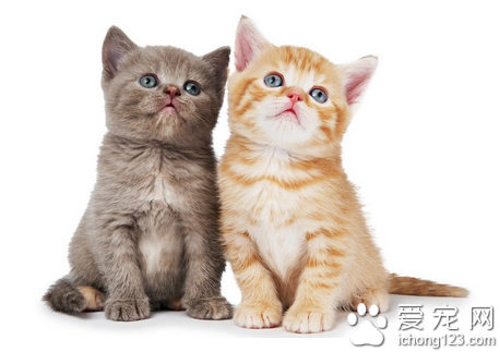 猫不愿交配怎么办 猫发生异常性行为的办法