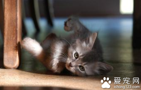 如何训练猫打滚 可运用美食诱惑训练