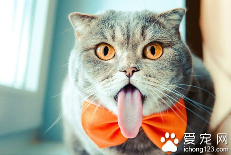 怎样训练小猫在固定地方大小便 需耐心训练